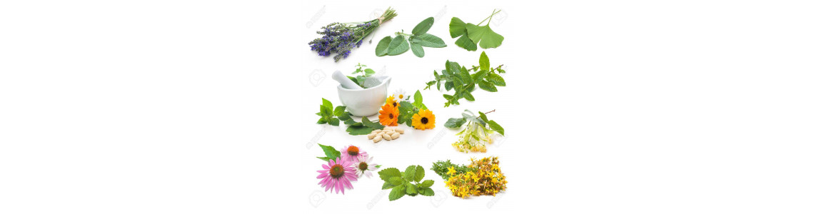 Erbe Officinali Erbe Officinali