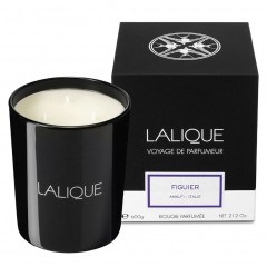 Lalique Candle 600g - Figuier Amalfi