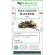 Piantaggine maggiore foglie tisana 500 grammi Piantaggine maggiore foglie tisana 500 grammi
